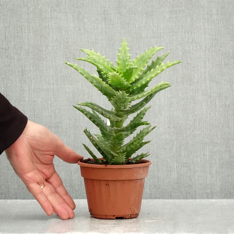 Esimerkki syksyllä toimitetusta Aloe morogoroensis 12 cm / 13 cm ruukku-taimesta