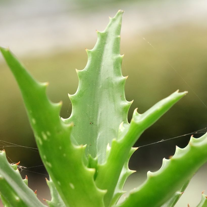 Aloe morogoroensis (Lehvistö)