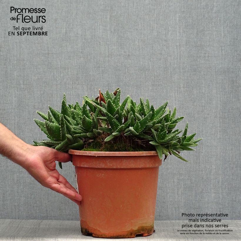 Esimerkki syksyllä toimitetusta Kynsiaaloe - Aloe perfoliata 7,5 litran / 10 litran ruukku-taimesta