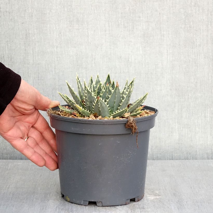Esimerkki talvella toimitetusta Pyörreaaloe - Aloe polyphylla Ruukku 2L / 3L-taimesta