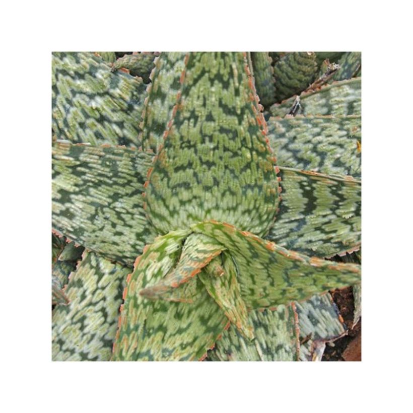 Aloe rauhii Cleopatra (Lehvistö)