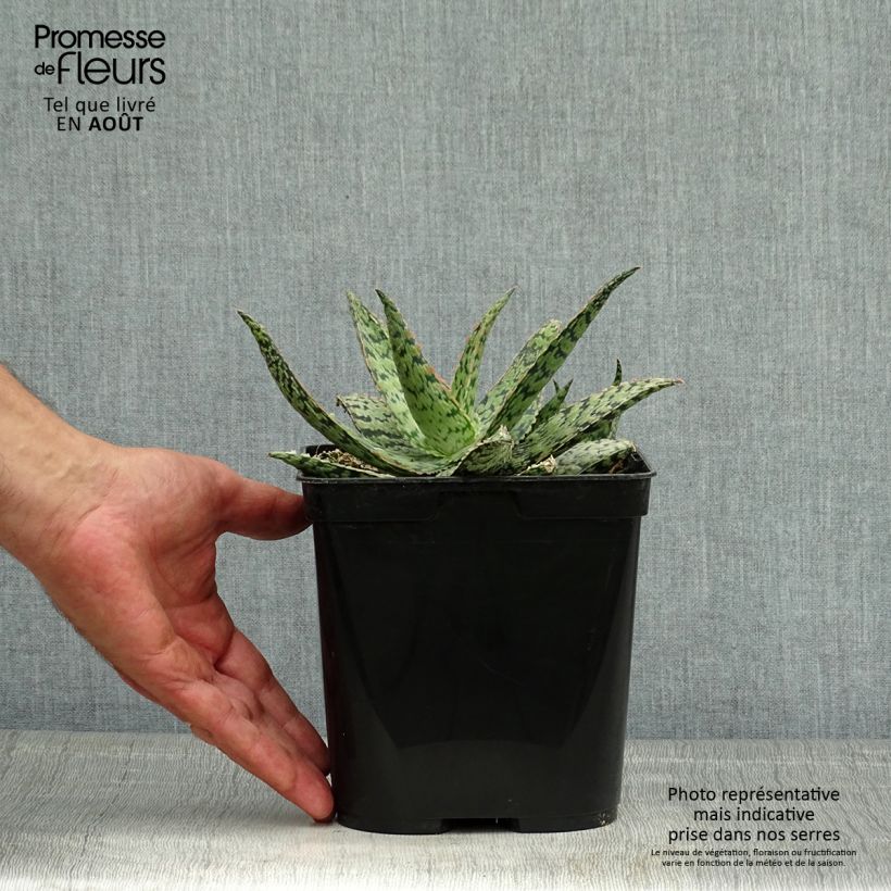 Esimerkki kesällä toimitetusta Aloe rauhii Cleopatra Pot de 2L/3L-taimesta
