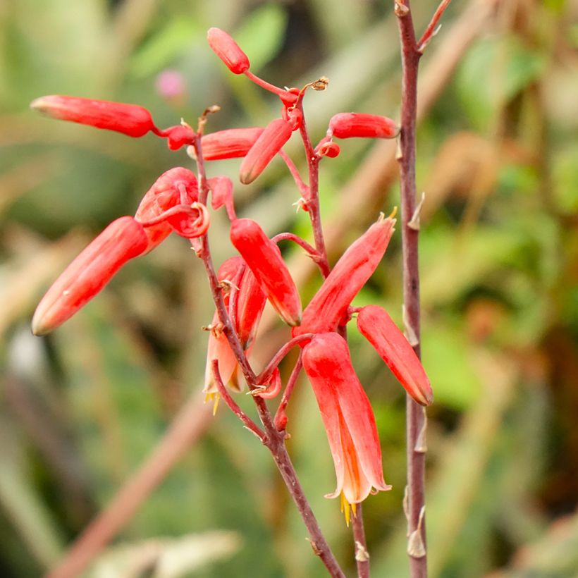 Aloe rauhii Cleopatra (Kukinta)
