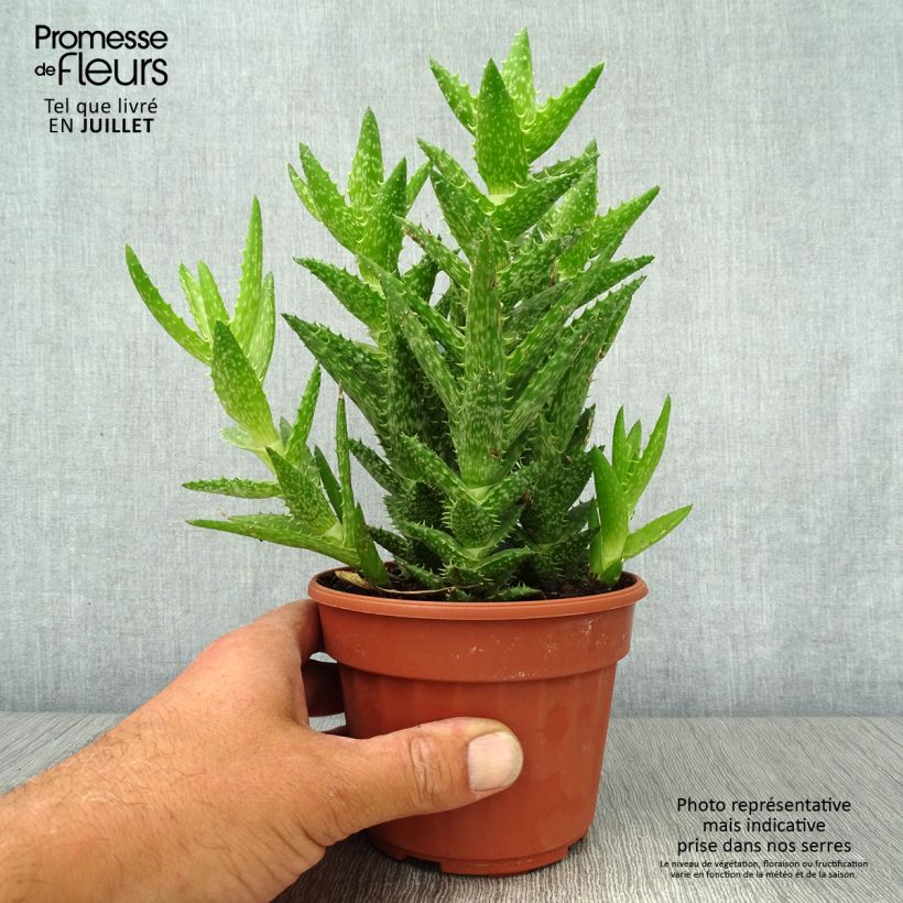 Esimerkki kesällä toimitetusta Aloe squarrosa Pot de 12 cm / 13 cm-taimesta