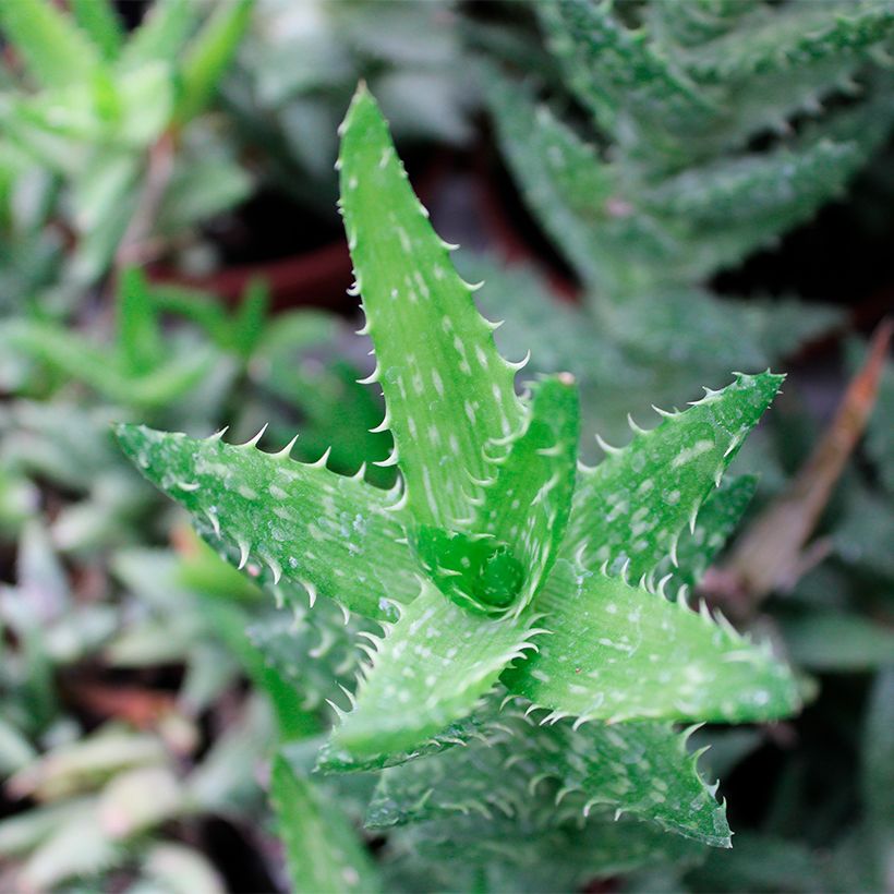 Aloe squarrosa (Lehvistö)