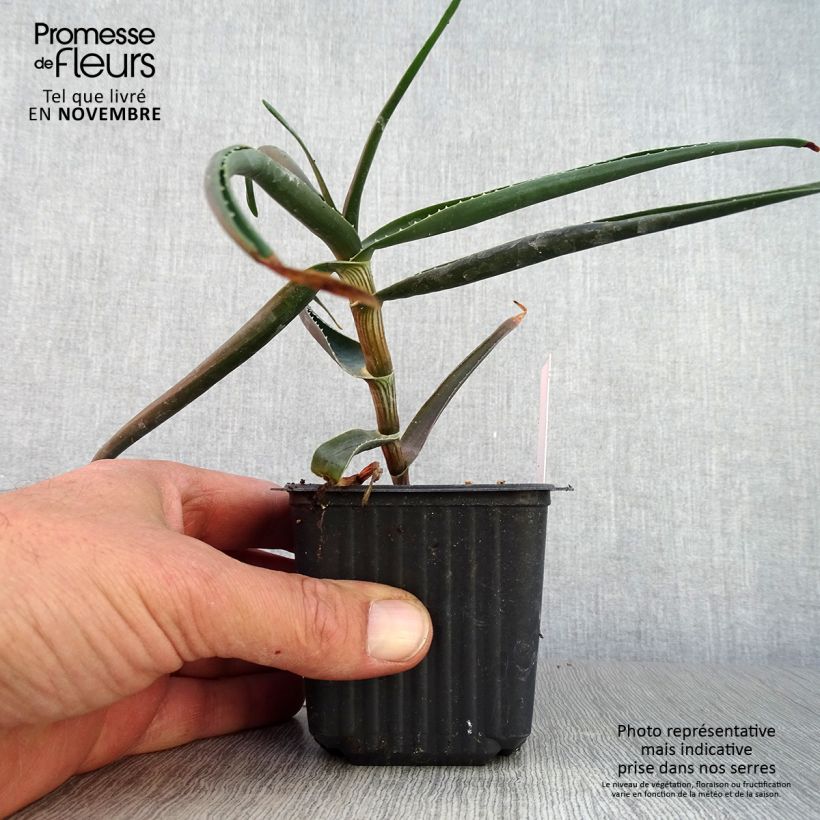 Esimerkki syksyllä toimitetusta Aloe striatula ArticJungle - Aloès arbustif Godet de 8/9 cm-taimesta