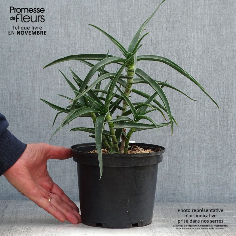 Esimerkki syksyllä toimitetusta Aloe striatula 2 litran/3 litran ruukku-taimesta