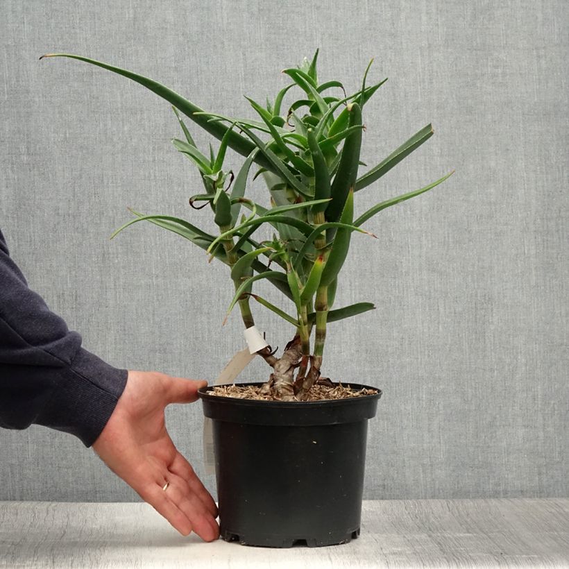 Esimerkki kesällä toimitetusta Aloe striatula Pot de 2L/3L-taimesta