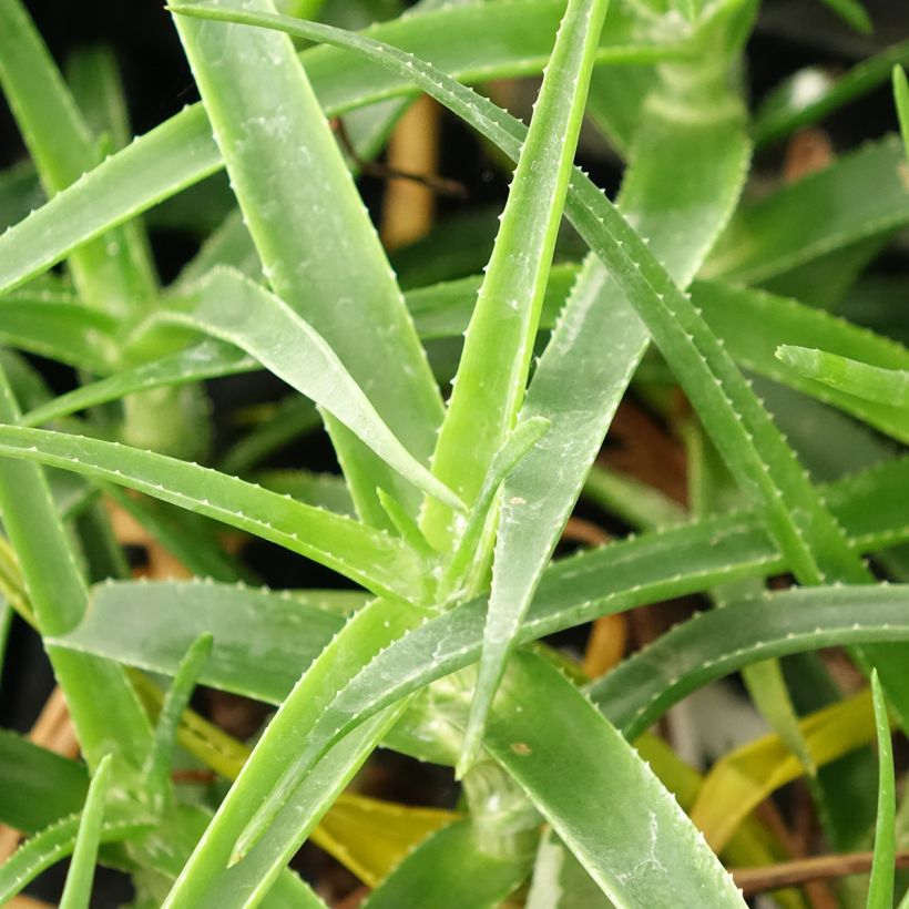 Aloe striatula ArticJungle (Lehvistö)
