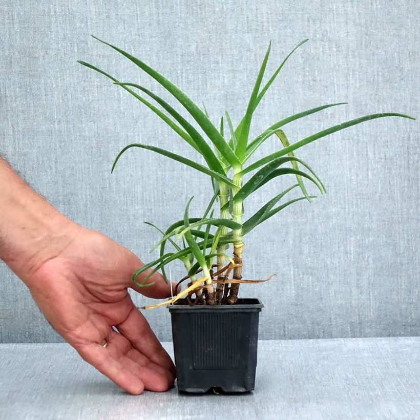 Esimerkki kesällä toimitetusta Aloe striatula ArticJungle Godet de 8/9 cm-taimesta