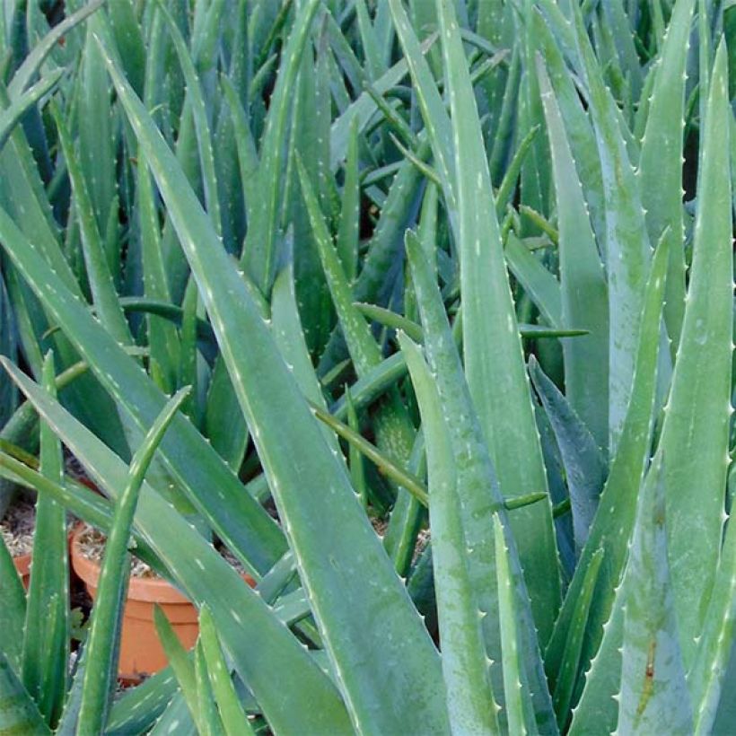 Lääkeaaloe - Aloe vera (Lehvistö)