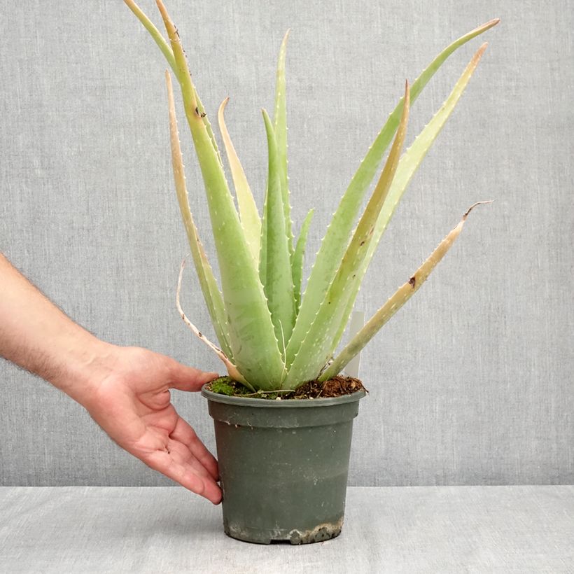 Esimerkki kesällä toimitetusta Lääkeaaloe - Aloe vera Ruukku 2L / 3L-taimesta