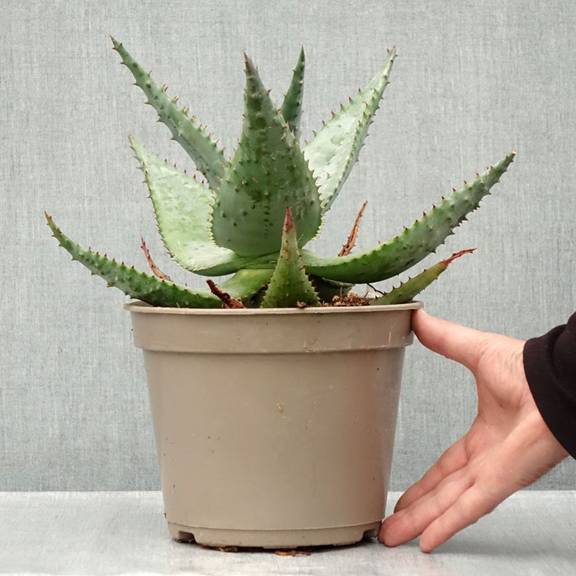 Esimerkki syksyllä toimitetusta Piikkiaaloe - Aloe ferox 4 litran/5 litran ruukku-taimesta