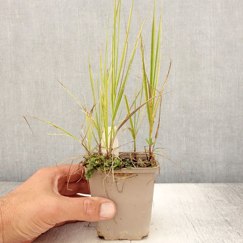 Esimerkki kesällä toimitetusta Nurmipuntarpää Aureovariegatus Godet de 8/9 cm-taimesta