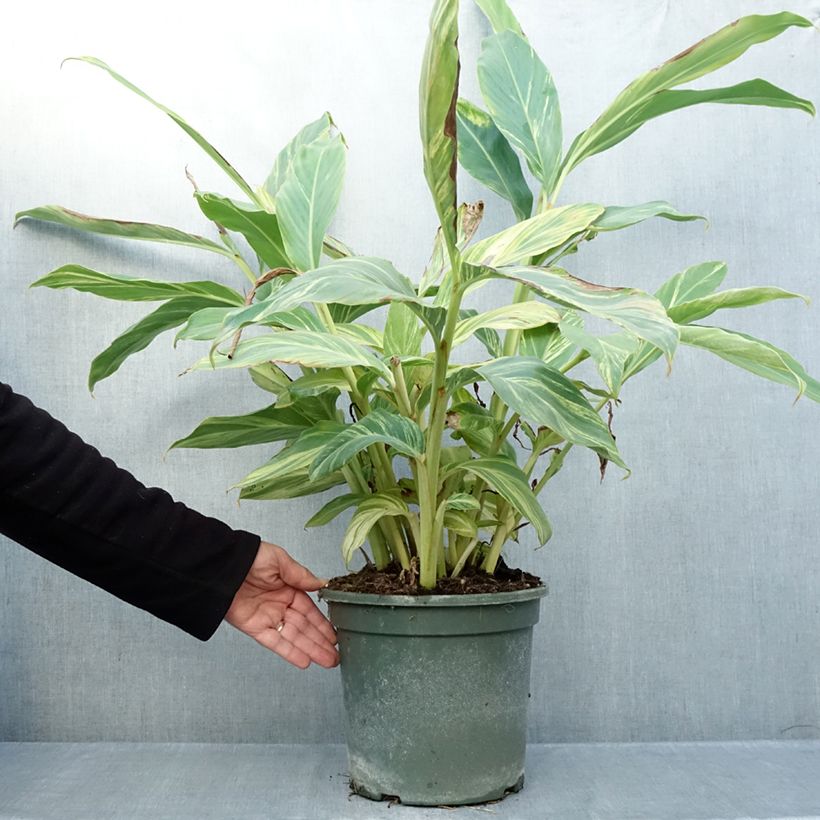 Esimerkki syksyllä toimitetusta Isogalangajuuri Variegata 4 litran/5 litran ruukku-taimesta