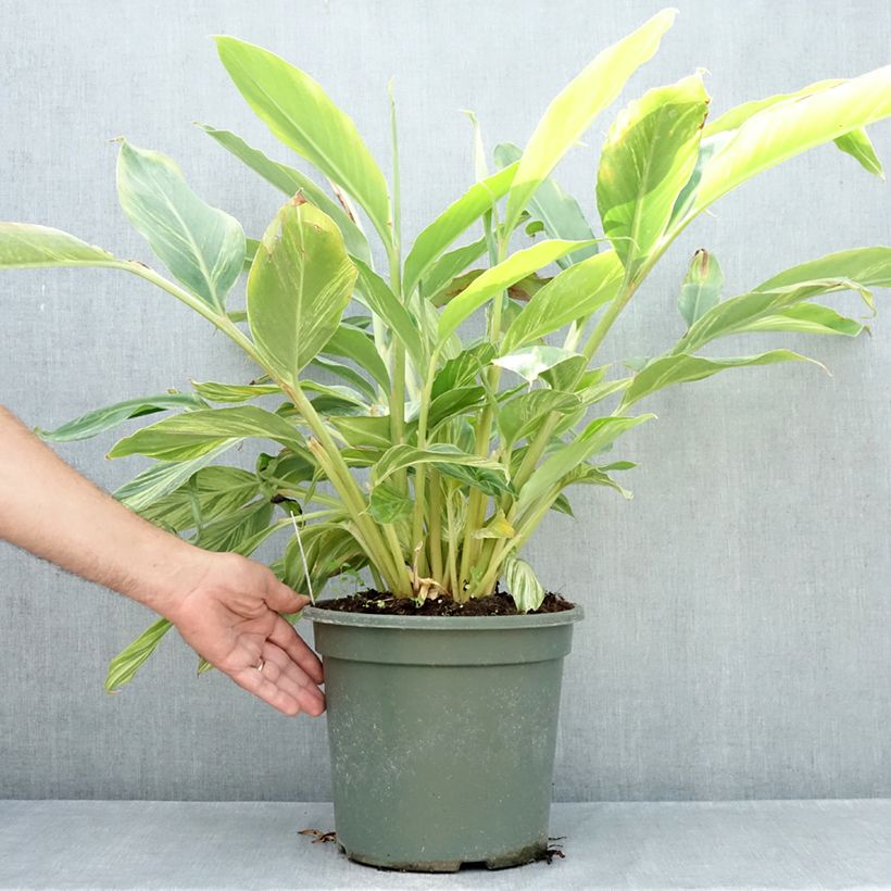 Esimerkki kesällä toimitetusta Isogalangajuuri Variegata Pot de 4L/5L-taimesta