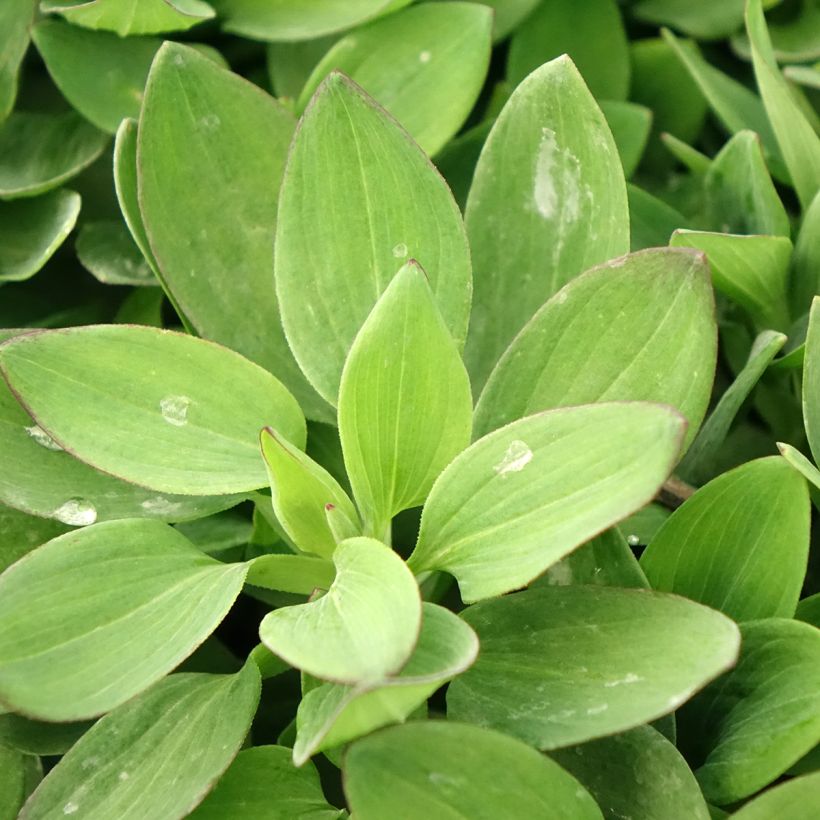 Inkalilja Duc d'Anjou Arthur (Foliage)