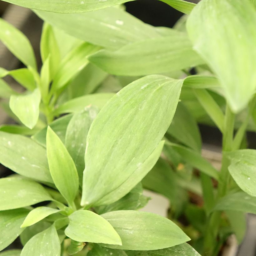 Inkalilja Duc d'Anjou François (Foliage)