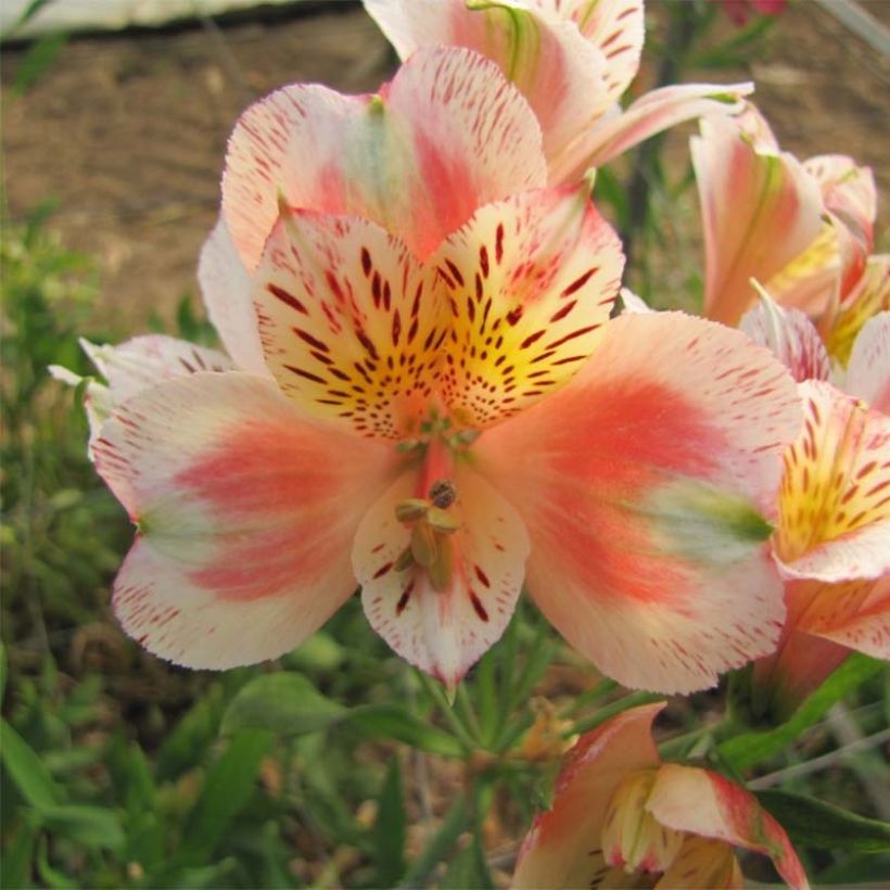 Inkalilja Duc d'Anjou Jean (Flowering)