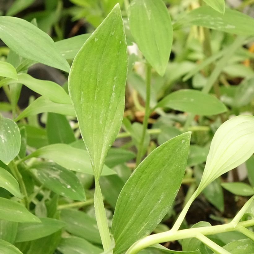 Inkalilja Duc d'Anjou Jean (Foliage)