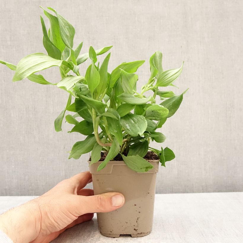Example of Inkalilja Duc d'Anjou Jean Pot de 1L/1,5L as you get in printemps