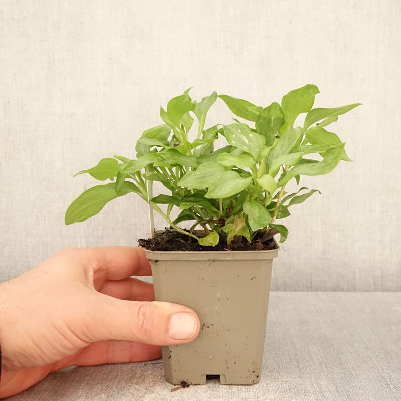 Example of Inkalilja Duc d'Anjou Louis Godet de 8/9 cm as you get in printemps