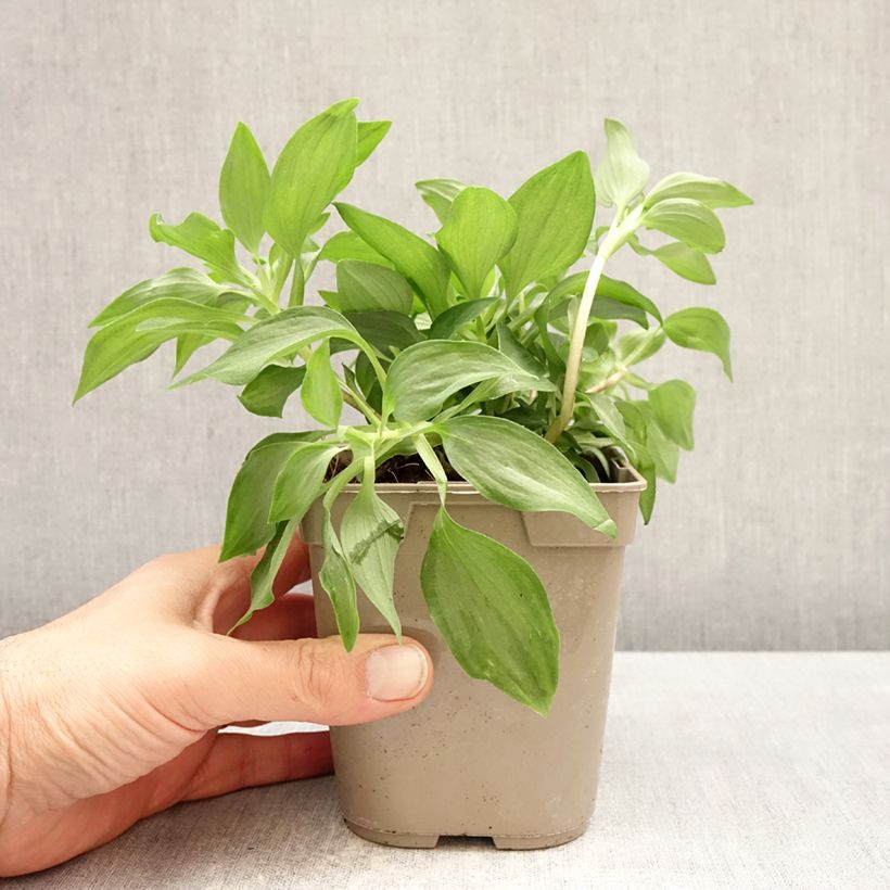 Example of Inkalilja Duc d'Anjou Louis Pot de 1L/1,5L as you get in printemps