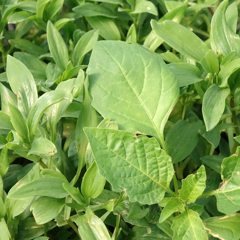 Inkalilja Duc d'Anjou Nicolas (Foliage)