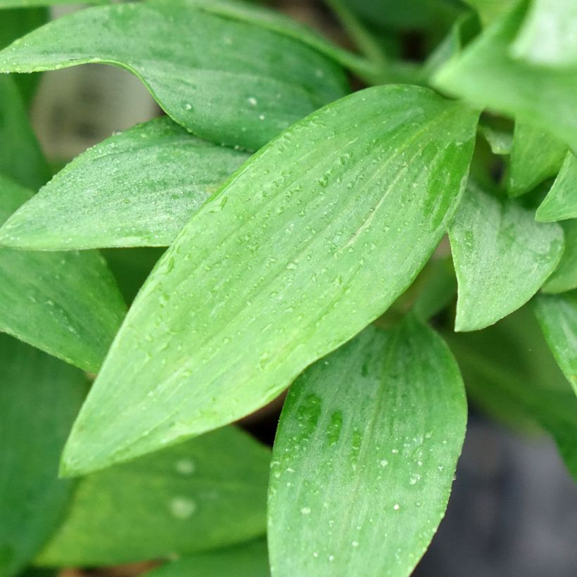Inkalilja Duc d'Anjou Pierre (Foliage)
