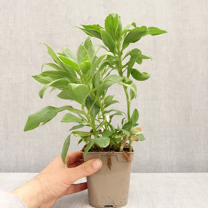 Example of Inkalilja Duc d'Anjou Pierre Pot de 1L/1,5L as you get in printemps