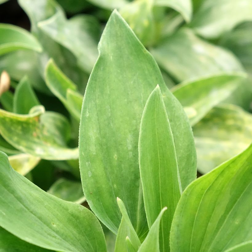 Inkalilja Duc d'Anjou William (Foliage)