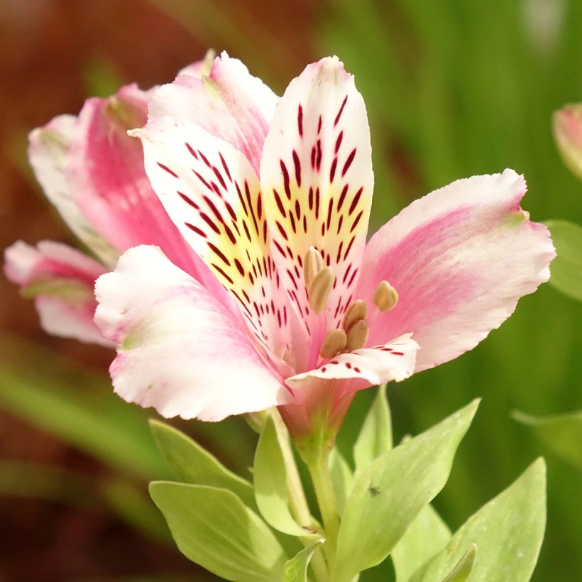 Inkalilja Duc d'Anjou William (Flowering)