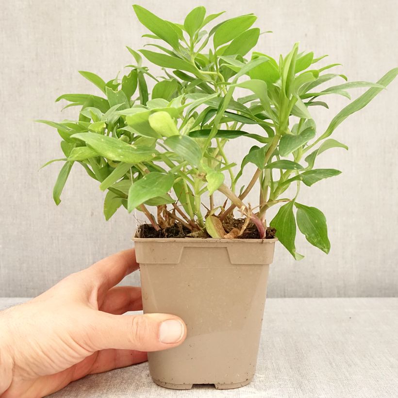 Example of Inkalilja Duc d'Anjou William Pot de 1L/1,5L as you get in printemps