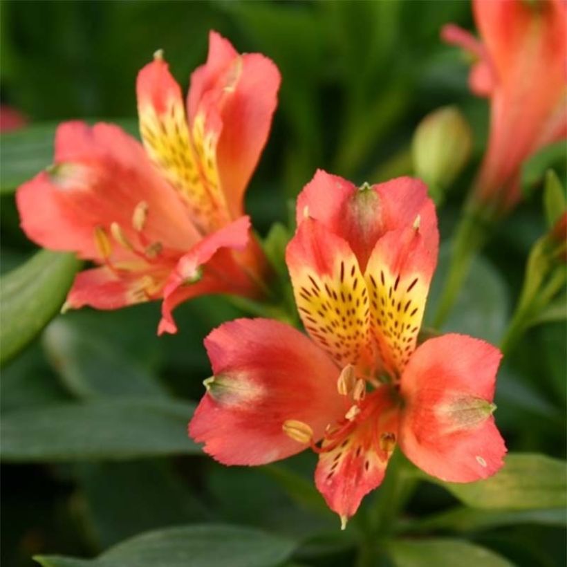 Inkalilja Duchesses Aliénor (Flowering)