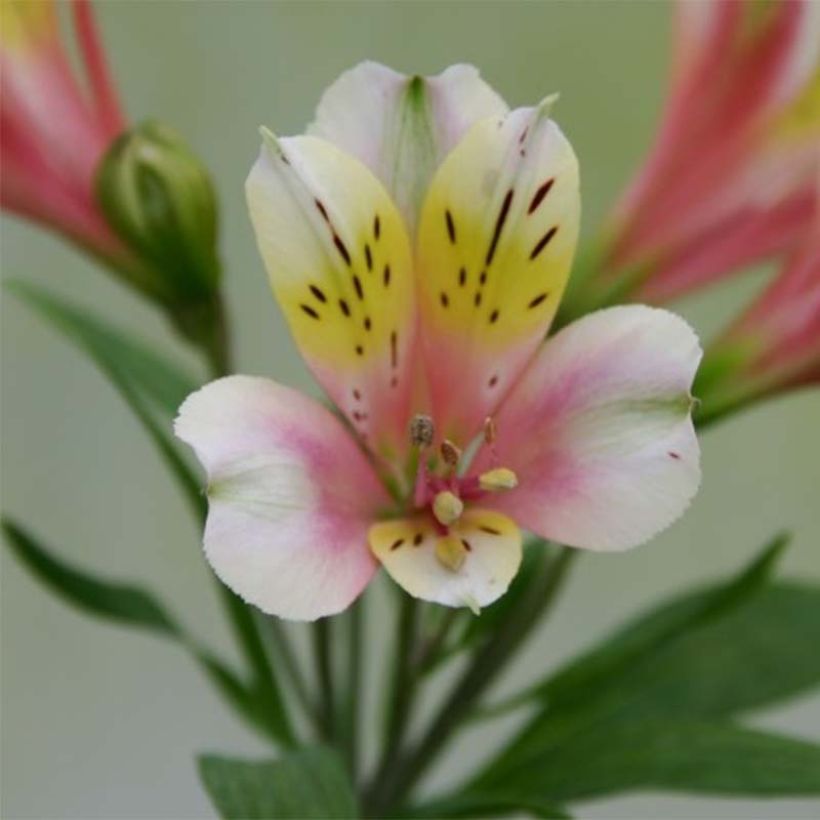 Inkalilja Duchesses Anne (Flowering)