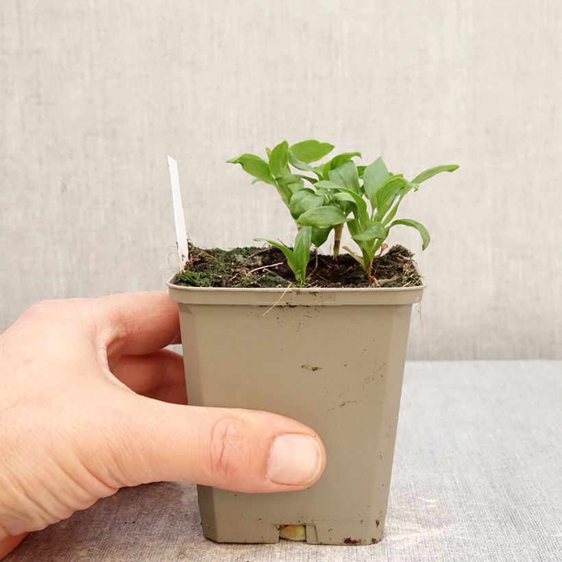 Example of Inkalilja Duchesses Anne Godet de 8/9 cm as you get in printemps