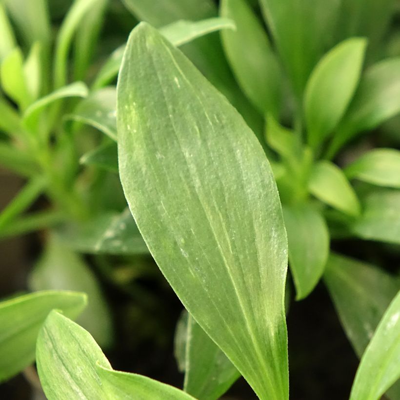 Inkalilja Duchesses Anne (Foliage)