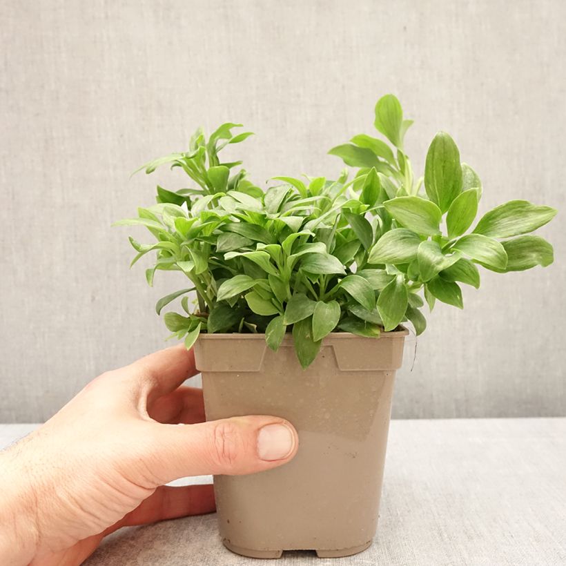 Example of Inkalilja Duchesses Anne Pot de 1L/1,5L as you get in printemps