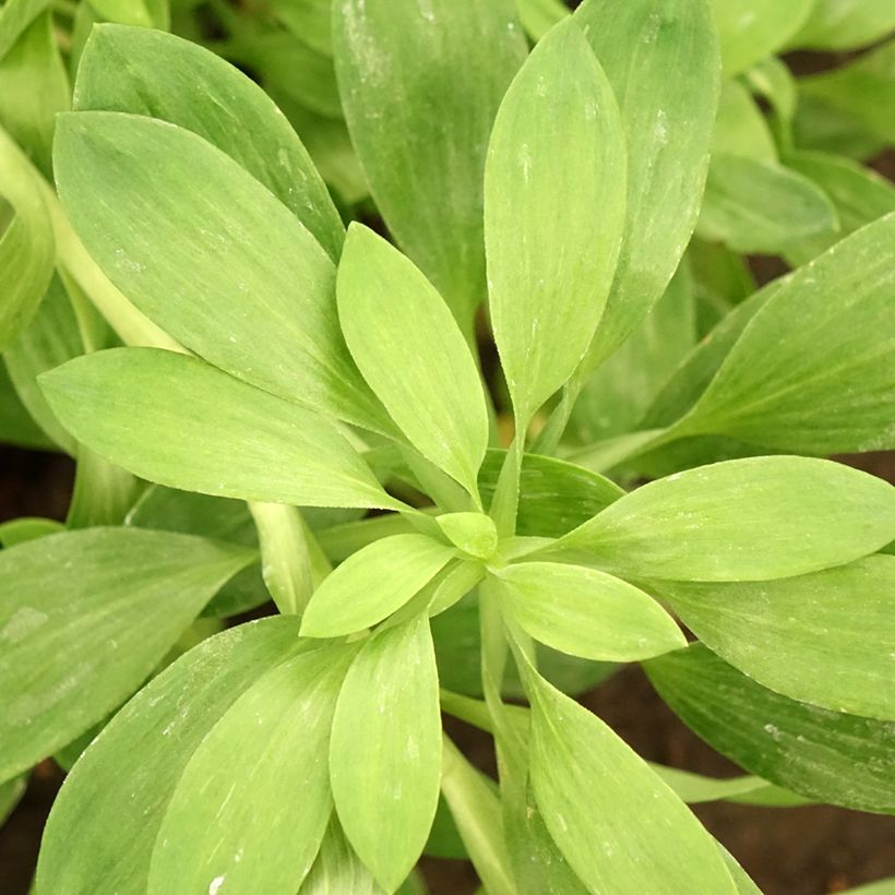 Inkalilja Duchesses Béatrice (Foliage)