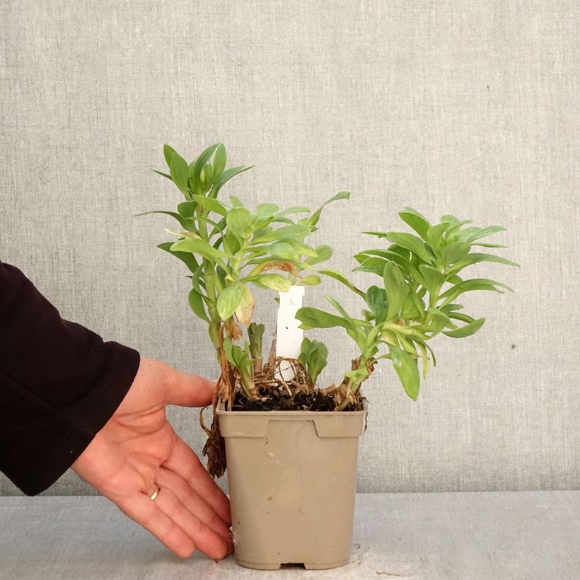 Example of Inkalilja Duchesses Béatrice Pot de 1L/1,5L as you get in printemps