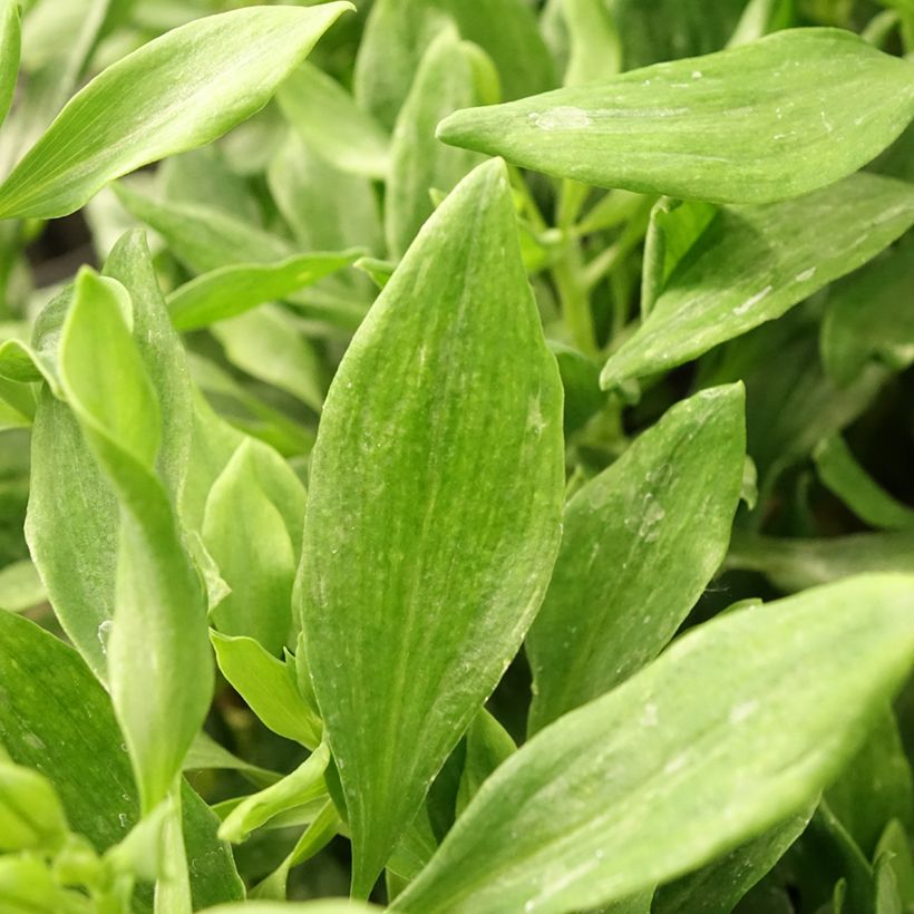 Inkalilja Duchesses Diane (Foliage)