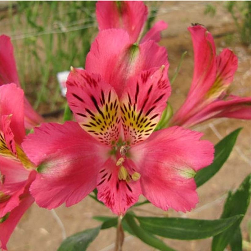 Inkalilja Duchesses Isabelle (Flowering)