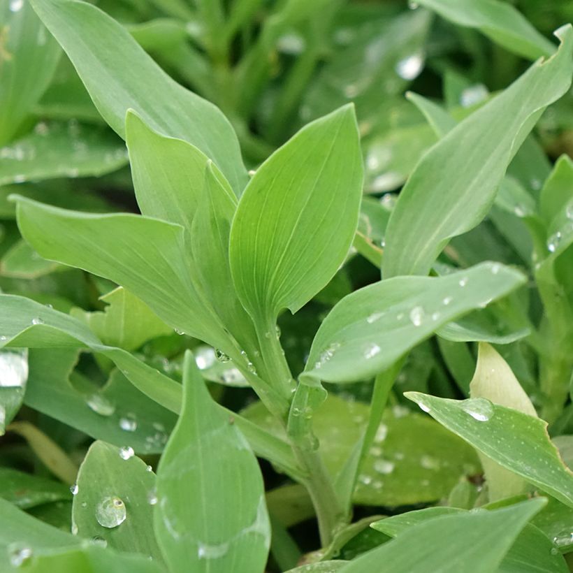 Inkalilja Duchesses Marguerite (Foliage)