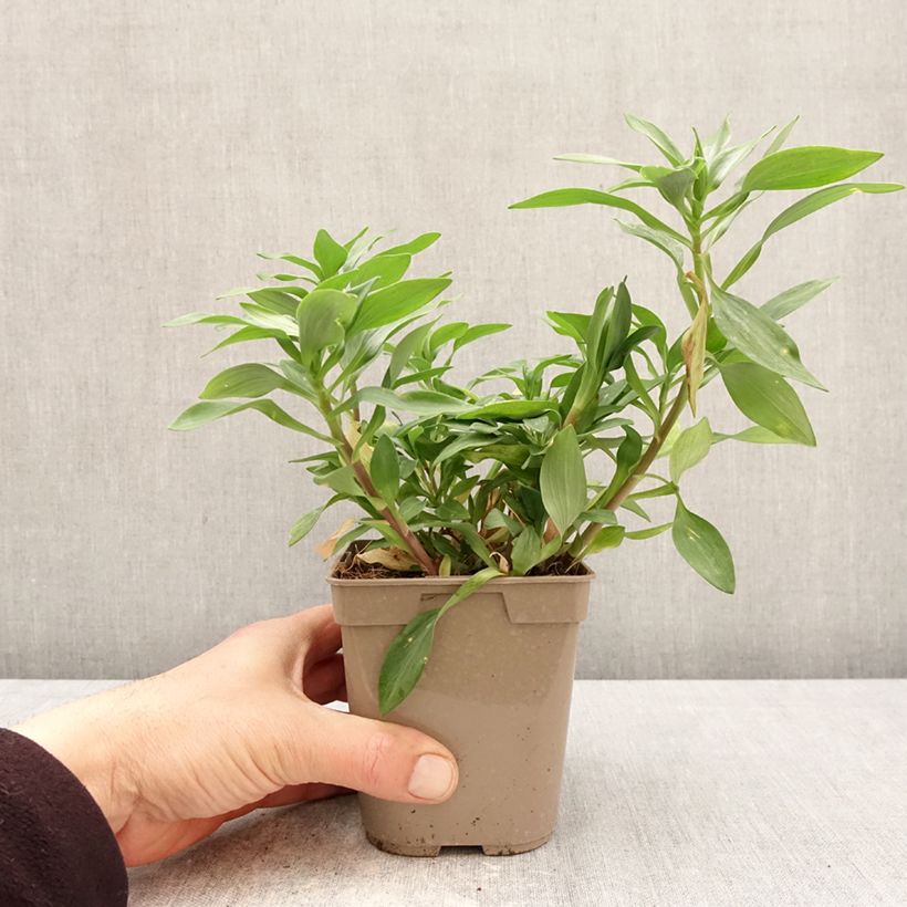 Example of Inkalilja Duchesses Marguerite Pot de 1L/1,5L as you get in printemps
