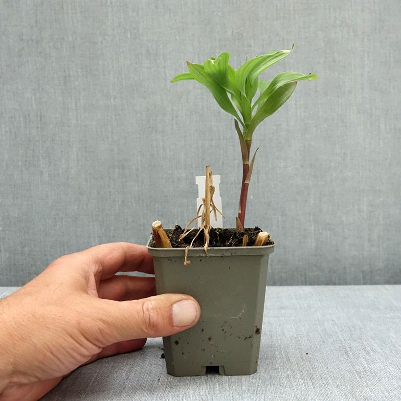 Esimerkki keväällä toimitetusta Inkalilja Majestic Authion 8/9 cm taimiruukku-taimesta