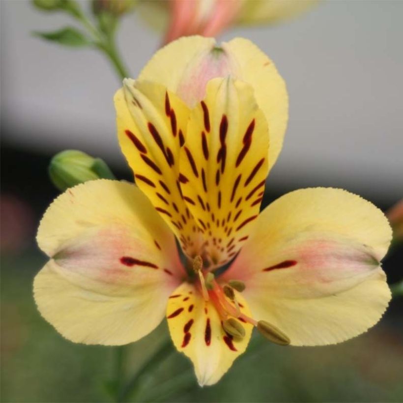 Inkalilja Majestic Layon (Flowering)