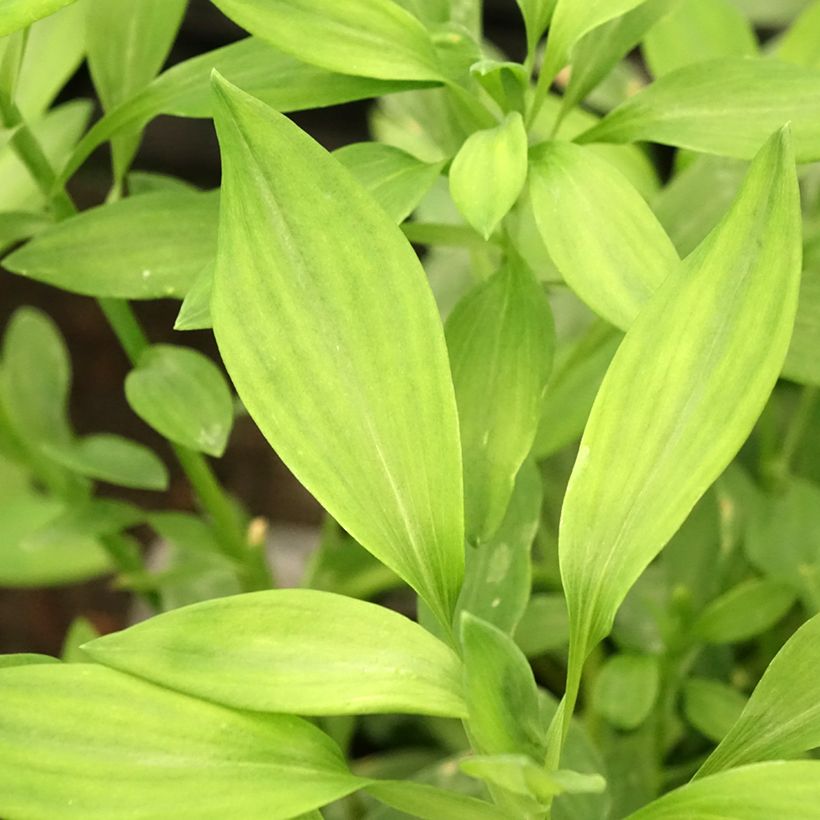 Inkalilja Majestic Layon (Foliage)