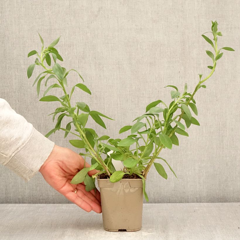 Example of Inkalilja Majestic Layon Pot de 1L/1,5L as you get in printemps