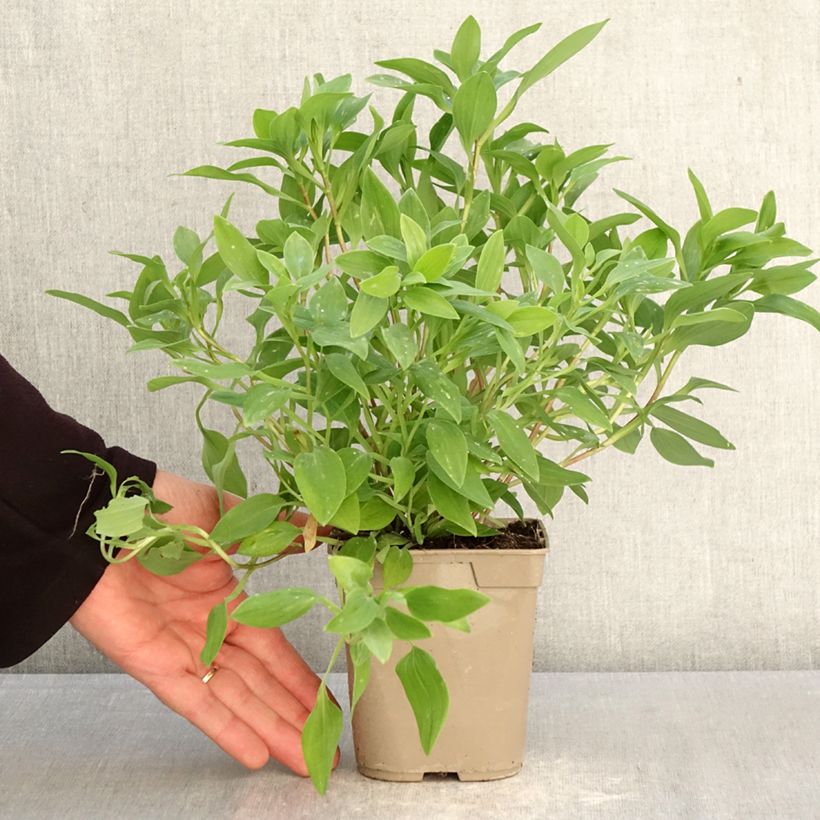 Example of Inkalilja Majestic Liré Pot de 1L/1,5L as you get in printemps