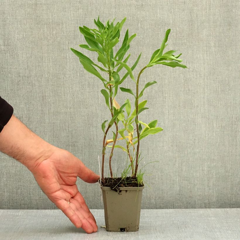 Esimerkki keväällä toimitetusta Inkalilja Majestic Longué 8/9 cm taimiruukku-taimesta